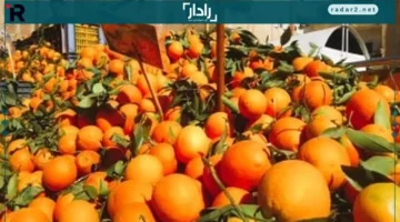 أسعار الفاكهة في الأقصر: البرتقال بـ40 والجوافة بـ35 جنيهاً